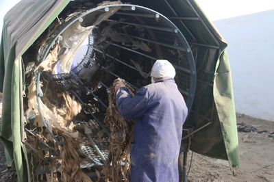 新疆沙雅縣:農田殘膜回收發展生態環保綠色農業