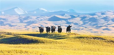 綠水青山就是金山銀山——生態(tài)文明建設(shè)新篇章在新疆環(huán)保中的實踐