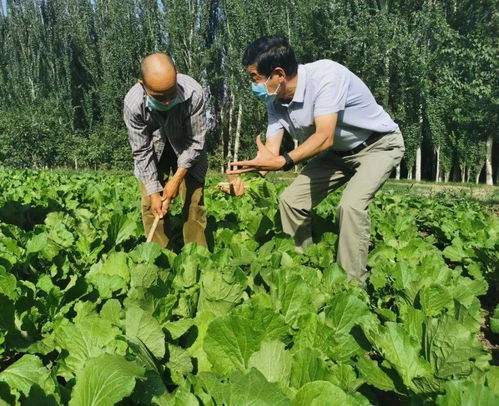 駐村干部引領(lǐng)鄉(xiāng)村振興 新疆村莊的富民與環(huán)保雙贏之路