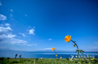 美麗生態(tài)，環(huán)保同行——大美新疆的綠色畫卷